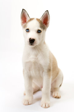 A very cute young male Husky puppy sits obediently