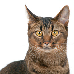 Studio shot on white seamless of a cute part-Abyssinian young male cat with stunning amber coloured eyes looking at the camera