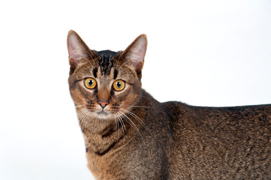 Studio shot on white seamless of a cute part-Abyssinian young male cat with stunning amber coloured eyes standing looking at the camera