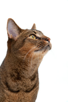 Studio shot on white seamless of a cute part-Abyssinian young male cat with stunning amber coloured eyes looking up