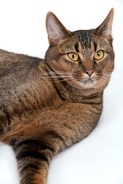 Studio shot on white seamless of a cute part-Abyssinian young male cat lying down