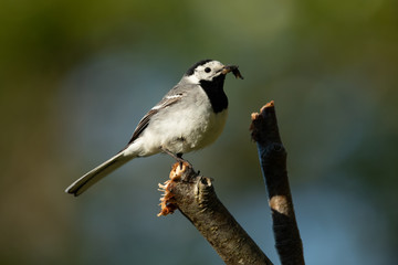 White wagtail sitting on a branch