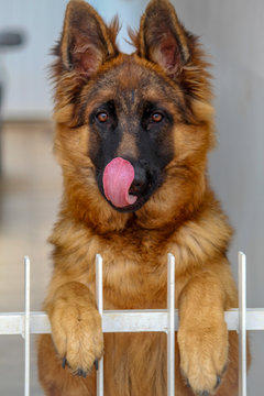 Dog german shepherd 