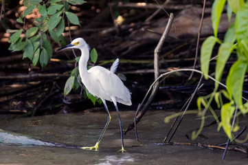 Egretta thula (snowy egret) in Tortuguero - Costa Rica