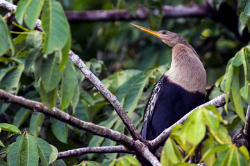Anhinga standing still, Anhinga anhinga, Tortuguero National Park, Costa Rica