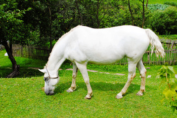Obraz na płótnie Canvas horse on the farm