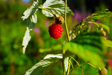 strawberry on tree