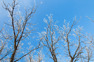 tree branches and frost on a blue sky background