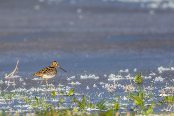 Common snipe (Gallinago gallinago) in wintry Beeder Bruch near Homburg in Germany