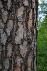 Ruins of Beelitz-Heilstätten Lost place Berlin Brandenburg;