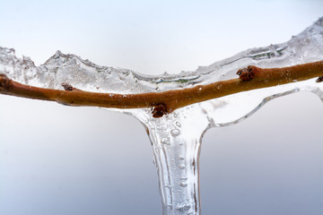 The buds of the tree frozen