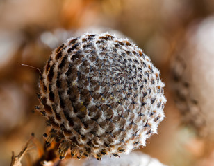 Macro focus stacking show detail texture of a dry flower 