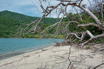 Fototapeta na wymiar snag and lush forest at the shore line