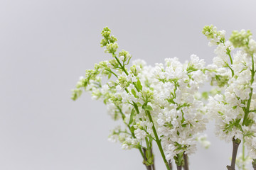 Lilac flowers (color is white with light green) on a light background.