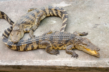 Two crocodiles lay on a concrete platform near the pool. Thailand
