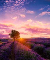 Baum im Lavendelfeld bei Sonnenuntergang in der Provence, Frankreich