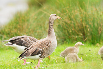 Naklejka na ściany i meble Family of Greylag geese (Anser anser) close up portrait, Isle of Mull, Scotland, United Kingdom