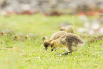 Young Greylag goose chick (Anser anser) close up portrait, Isle of Mull, Scotland, United Kingdom