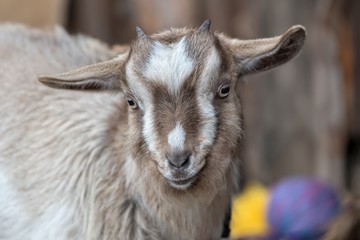 Fototapeta premium goat in the farm