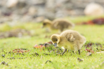 Young Greylag goose chick (Anser anser) close up portrait, Isle of Mull, Scotland, United Kingdom