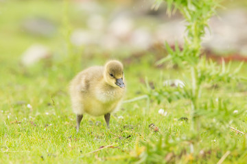 Young Greylag goose chick (Anser anser) close up portrait, Isle of Mull, Scotland, United Kingdom