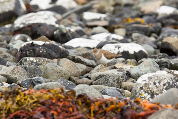 Common sandpiper (Actitis hypoleucos) feeding on rocks on coastal island, Isle of Mull, Scotland, United Kingdom