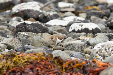 Common sandpiper (Actitis hypoleucos) feeding on rocks on coastal island, Isle of Mull, Scotland, United Kingdom