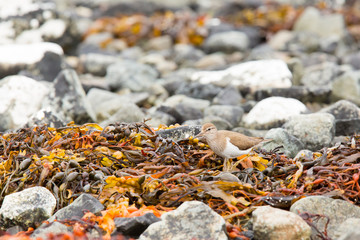 Common sandpiper (Actitis hypoleucos) feeding on rocks on coastal island, Isle of Mull, Scotland, United Kingdom
