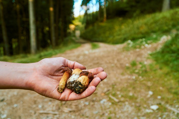 Fresh small cute three hand picked boletus mushrooms on the hand in the forest background
