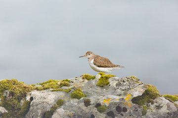 Common sandpiper (Actitis hypoleucos) preening and shaking wings whilst feeding on rocks on coastal island, Isle of Mull, Scotland, United Kingdom
