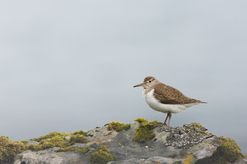 Common sandpiper (Actitis hypoleucos) preening and shaking wings whilst feeding on rocks on coastal island, Isle of Mull, Scotland, United Kingdom