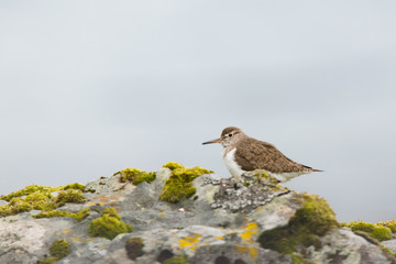 Common sandpiper (Actitis hypoleucos) preening and shaking wings whilst feeding on rocks on coastal island, Isle of Mull, Scotland, United Kingdom