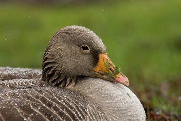 Greylag goose (Anser anser) close up portrait, Isle of Mull, Scotland, United Kingdom