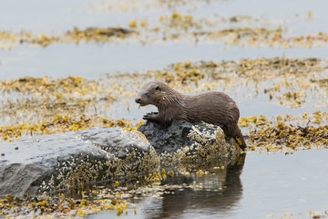Large Juvenile Eurasian otter (Lutra lutra), fighing and foraging near parent, Isle of Mull, Scotland, United Kingdom