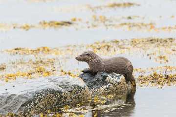 Large Juvenile Eurasian otter (Lutra lutra), fighing and foraging near parent, Isle of Mull, Scotland, United Kingdom