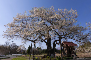 Obraz premium 七ツ田の弘法桜