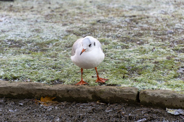 Seagull on grass
