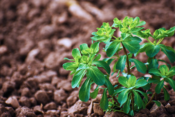 young plant in soil
