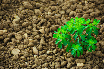young plant in soil