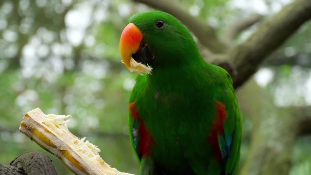 Eclectus parrot eat sugar cane