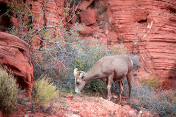 Valley of Fire Nevada Sate Park - A big Horn Sheep eating grass