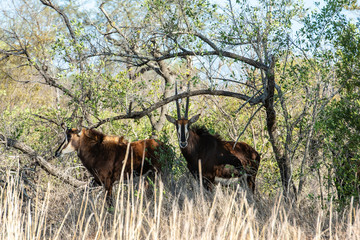 Pair of rare sable antelopes