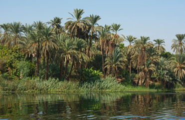 Landscape view of large river nile in Egypt with palm trees
