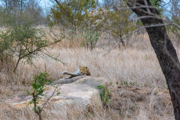 Leopard resting under tree
