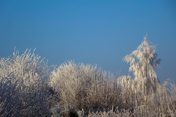 Winterwald