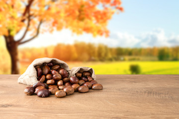 Chestnut autumn concept photo, background is chestnut tree