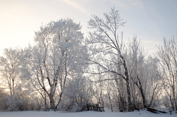 Frost on the trees, cold winter morning
