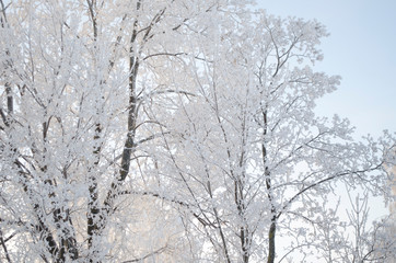 Frost on the trees, cold winter morning