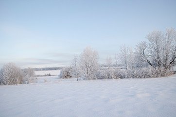 Trees in the frost, winter landscape