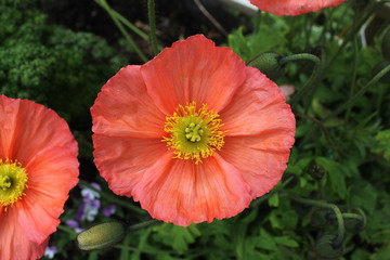 The petals and pistil (centre) of peach pink poppy
